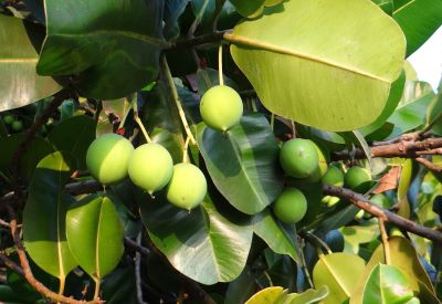 Calophyllum-Alexandrinischer Lobeer zur Gewinnung von Tamanu Öl Calophyllum Öl nativ bio