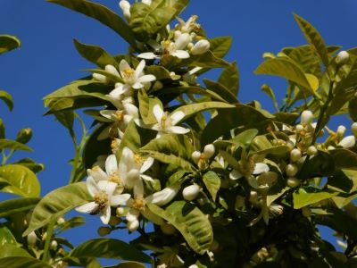 Baum mit Blüten von citrus aurantium amara zur Herstellung von Neroli Öl bio 50% (Jojobaöl Verdünnung)