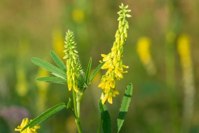 Steinklee in Blüte zur Herstellung von Steinklee absolue (Alkoholverdünnung) - Melilotus officinalis