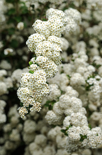 Weißdornblüten zur Gewinnung von Weißdornblütenhydrolat bio