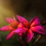 Champaca Blüte zur Herstellung von Champaca rot absolue (Alkoholverdünnung)