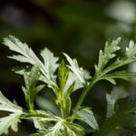 einjähriger Beifuß zur Gewinnung von Beifußöl bio einjährig (Artemisia Annua)