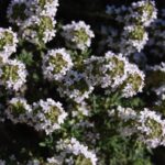 Thymus satureioides zur Gewinnung von Thymianöl borneol bio (Thymus satureioides)