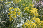 Bupleurum fruticosum zur Gewinnung von Hasenohr bio (Bupleurum fruticosum)