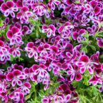 Geranie - Geranium pelargonium zur Gewinnung von Geranienhydrolat Bourbon bio (Geranienwasser)