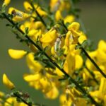 Ginsterblüten zur Gewinnung von Ginster absolue 100%