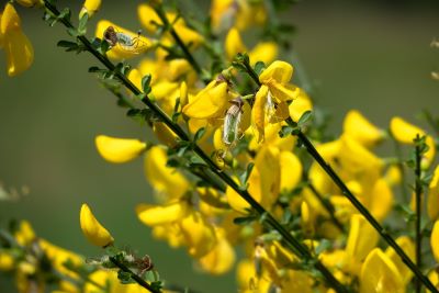 Ginsterblüten zur Gewinnung von Ginster absolue 100%