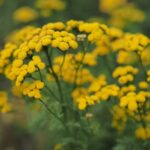 Kamille Atlas zur Gewinnung von Blue Tansy bio - blauer Rainfarm (Tanacetum annuum)