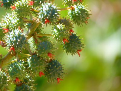 Rizinuspflanze mit Samen – steht für naturreines Bio-Rizinusöl aus Indien, COSMOS-zertifiziert