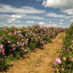 Feld voller Mairosen zu Herstellung und Gewinnung von Rosenhydrolat bio Marokko (Rosenwasser)