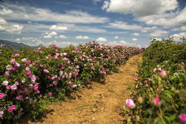 Feld voller Mairosen zu Herstellung und Gewinnung von Rosenhydrolat bio Marokko (Rosenwasser)