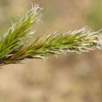 Ruchgras zur Herstellung von Flouve absolue 50% (Alkoholverdünnung)