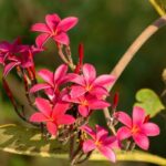 Champaca Blume zur Gewinnung von Champaca rot absolue 100%