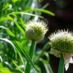 Estragonpflanze zur Gewinnung von Estragonöl bio (ätherisches Öl)