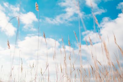 Heu-Gras zur Herstellung von Heu absolue Essence 50% (Alkoholverdünnung)