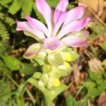Grosse pinke Mango Ginger Blüte zur Gewinnung von Mango Ginger - Curcuma amada (ätherisches Öl)