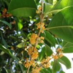 Osmanthusblüten am Baum zur Gewinnung von Absolue und zur Herstellung von Osmanthus Absolue (Alkoholverdünnung 20%)