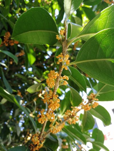 Osmanthusblüten am Baum zur Gewinnung von Absolue und zur Herstellung von Osmanthus Absolue (Alkoholverdünnung 20%)