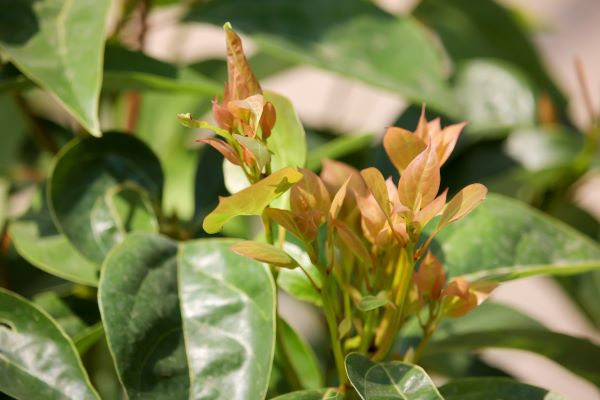 Cinnamomum camphora cineoliferum Blätter zur Gewinnung von Ravintsaraöl bio (Cinnamomum Camphora)