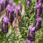 Schopflavendel in Blüte (Lavandula stoechas) zur Gewinnung von Schopf-Lavendel bio (ätherisches Öl)
