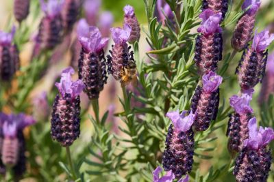 Schopflavendel in Blüte (Lavandula stoechas) zur Gewinnung von Schopf-Lavendel bio (ätherisches Öl)