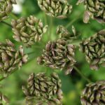 Anisblüten mit Samen zur Gewinnung von Anisöl bio (Pimpinella anisum) bio
