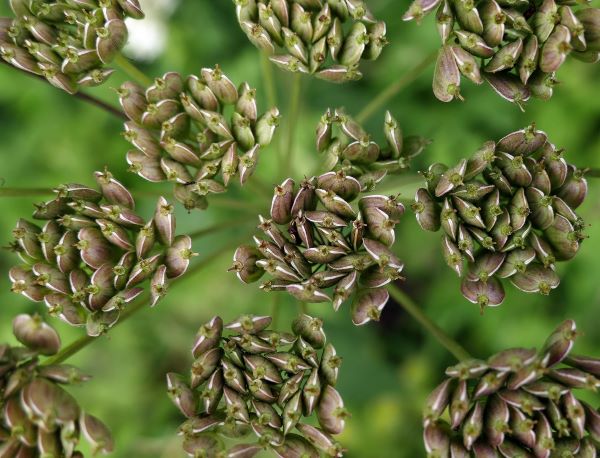 Anisblüten mit Samen zur Gewinnung von Anisöl bio (Pimpinella anisum) bio