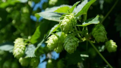 Hopfen - Reben zur Gewinnung von Hopfen (ätherisches Öl)