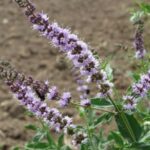 blühende Mentha-spicata - Speerminze- zur Gewinnung von Spearmintöl bio (mentha-spicata)