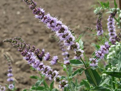 blühende Mentha-spicata - Speerminze- zur Gewinnung von Spearmintöl bio (mentha-spicata)