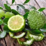 Kaffir-Limette zur Gewinnung von Petitgrain Combava bio (ätherisches Öl)