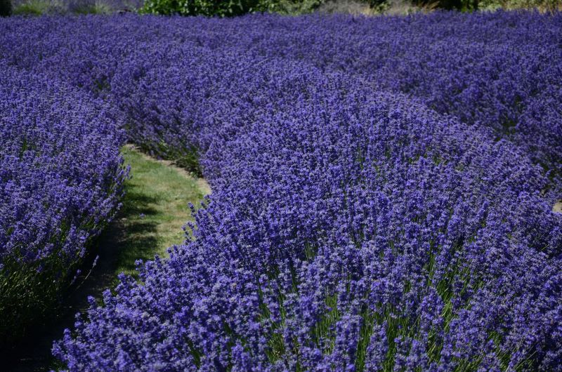Endloses Lavendelfeld - Zur Gewinnung vonLavendelwasser bio (Lavendelhydrolat)