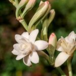 Tuberose (Polianthes Tuberosa) - Nachthyazinthe zur Gewinnung von Tuberose absolue 10% in Bio Alkoholverdünnung