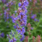 Ysop zur Gewinnung von Ysop Öl ct. cineol bio (decumbens)