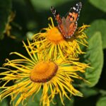 Alantblüte zur Gewinnung von Alant Hydrolat bio