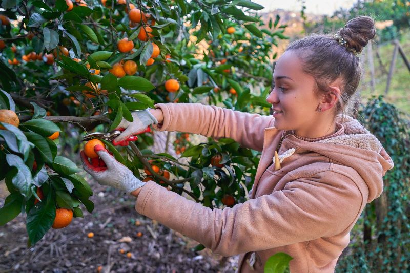 Clementinenbaum mit Früchten. Junge Frau bei der Ernte zur Gewinnung von Petitgrain Clementine Hydrolat bio
