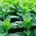 Minzbusch zur Gewinnung von Ackerminze bio (mentha arvensis)