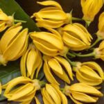 Ylang-Ylang Blüten zur Herstellung von YLAN-YLANG-extra ätherisches ÖL