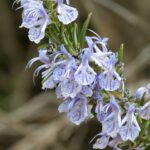 Rosmarin in voller Blüte zur Gewinnung von Rosmarin absolue 100%