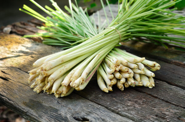 Frisch geerntetes Gingergras (Cymbopogon martinii) gebündelt auf rustikalem Holztisch – aromatische Heilpflanze mit zitronigem Duftprofil, traditionell genutzt für ätherisches Öl.