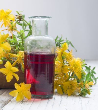 Johanniskraut mit Flasche - zur Gewinnung von Johanniskrautöl bio (Rotöl)