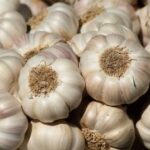 Knoblauchknollen zur Gewinnung von konzentriertem Knoblauch Öl bio (ätherisches Öl)