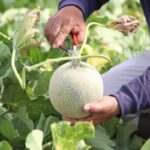 Moschusmelone wird von Hand geerntet. Die Kerne - Samen werden zur Gewinnung von Moschusmelonenöl- kaltgepresst verwendet.