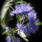 Ysop-Blüte-hyssopus-officinalis-büte zur Gewinnung von Ysop Öl ct. pinocamphone bio