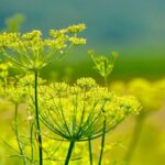 Fenchel_Blühend zur Gewinnung von Fenchelöl bitter (ätherisches Öl)