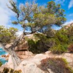 Korsischer Zwergwacholder an felsiger Küste mit Blick auf das Mittelmeer – Juniperus communis var. nana