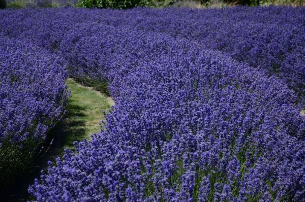 Endloses Lavendelfeld - Zur Gewinnung vonLavendelhydrolat bio (Lavendelwasser)