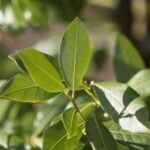 Lorbeerblätter zur Gewinnung von Lorbeerblatt edel bio - ätherisches Öl