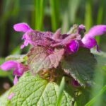 Blühende Zitronenmelisse in Nahaufnahme – frische grüne Blätter und zarte violette Blüten im Sonnenlicht