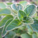 Orianum vulgare - grüner Oregano aus Frankreich zur Gewinnung von Oreganoöl bio (Origanum vulgare subsp. hirtum)